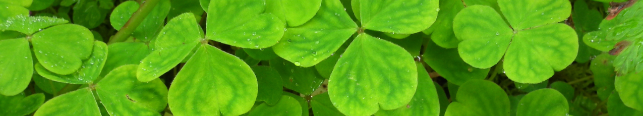 Shamrocks